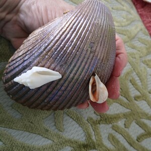 May include: A large, dark brown, ribbed clam shell decorated with two smaller, distinct shells attached to its surface. One small shell is elongated and white, while the other is smaller, rounded, and features a tan and brown interior.
