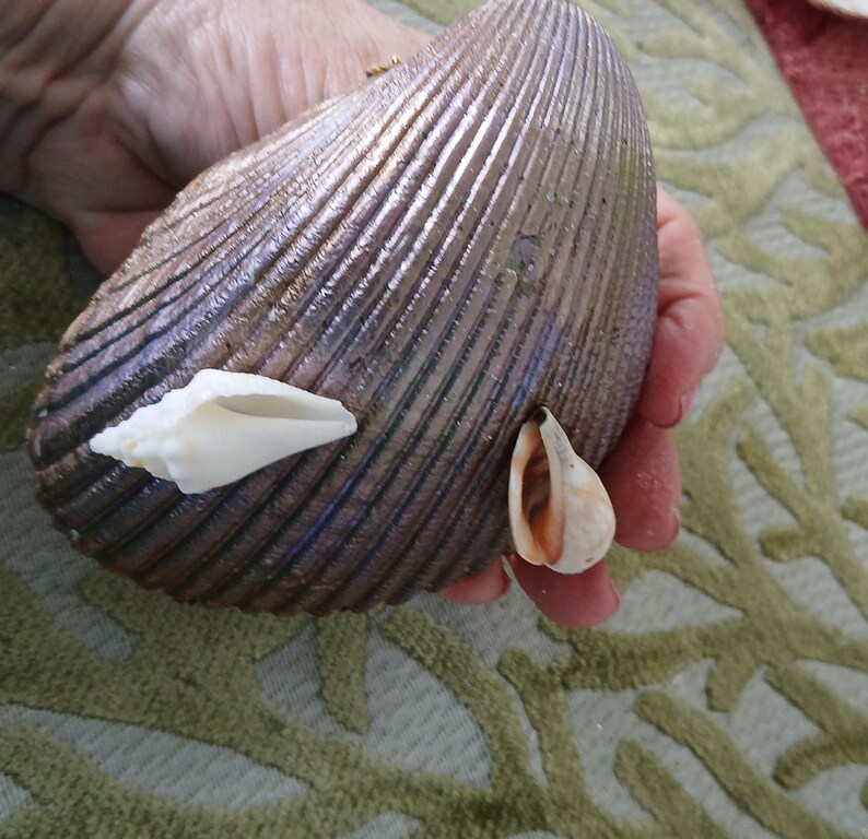May include: A large, dark brown, ribbed clam shell decorated with two smaller, distinct shells attached to its surface. One small shell is elongated and white, while the other is smaller, rounded, and features a tan and brown interior.