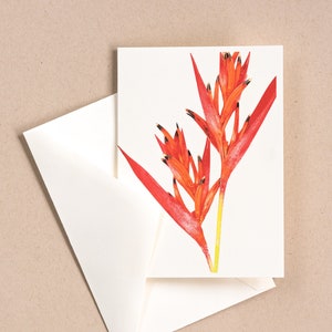 Cartão comemorativo Heliconia psittacorum com envelope
