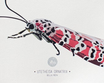 Bella Moth Art Print Insekt Illustration Print Home Dekor Print Entomologie Wand Kunst Pink Moth Giclee