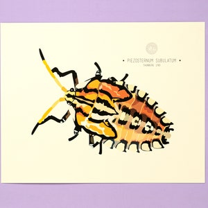 Puede incluir: Una impresión con una ilustración estilizada de un chinche, con una paleta de colores vibrantes de amarillo, naranja y negro. La obra de arte incluye el nombre científico "Piezosternum Subulatum" y el año "Thunberg 1783". El fondo es crema.