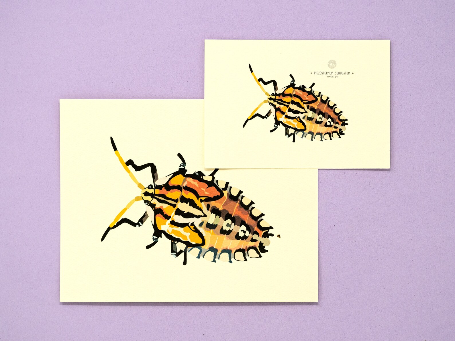 Stink Bug (piezosternum Subulatum) Art Print - Etsy