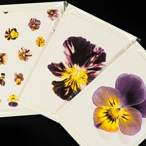 Pansy Greeting Card & Note Card Collection
