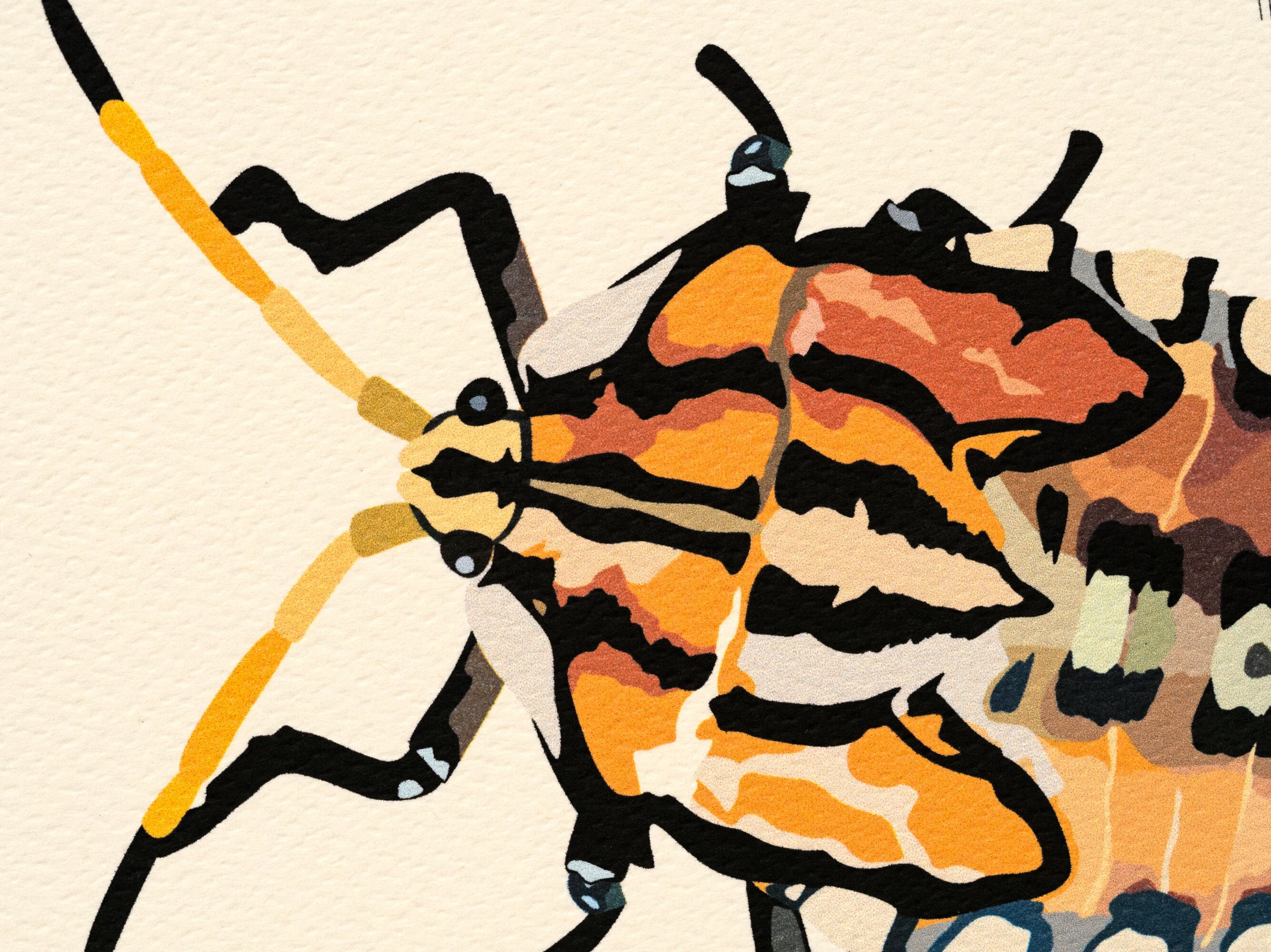 Stink Bug (piezosternum Subulatum) Art Print - Etsy