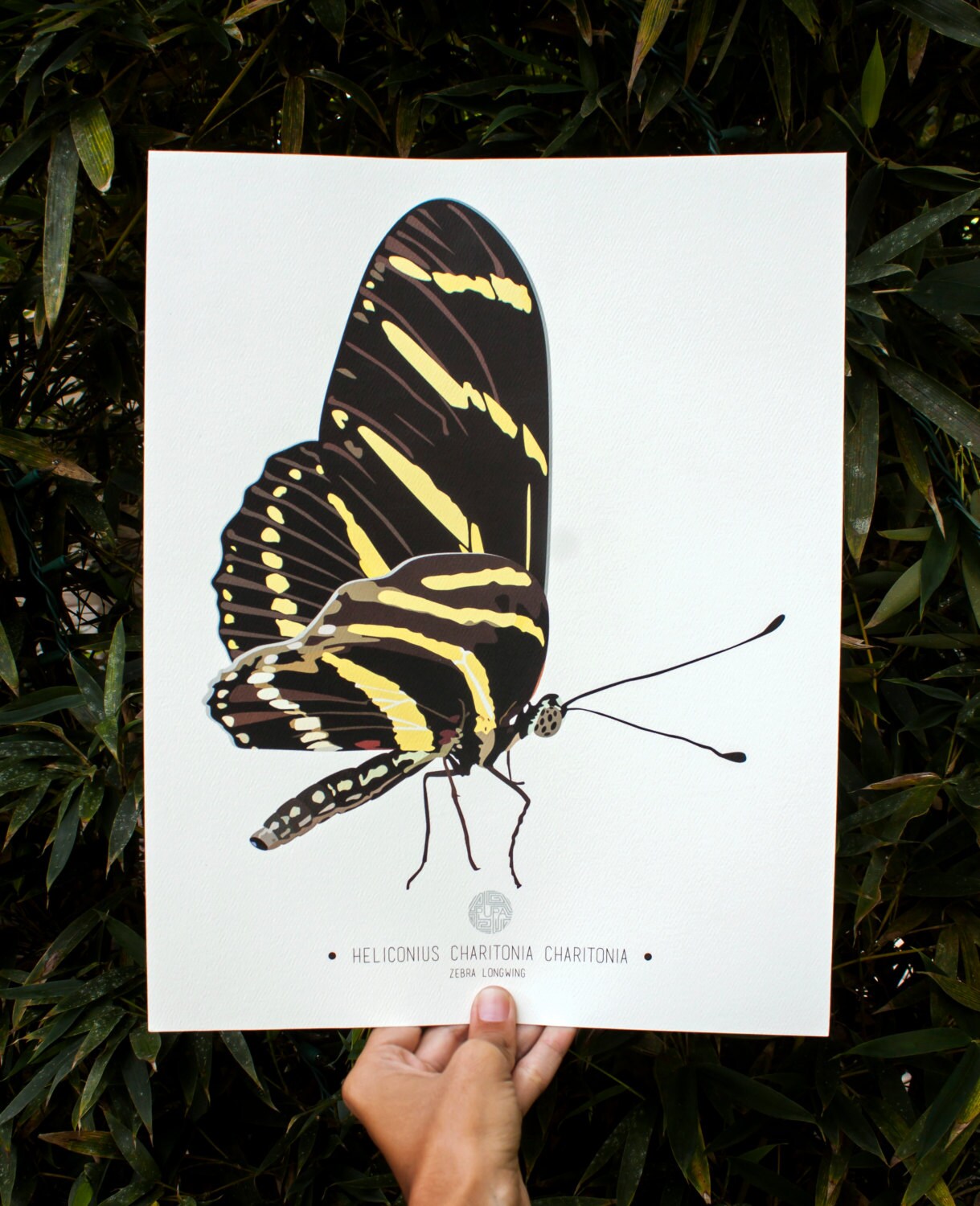 Zebra Longwing Butterfly Art Print Illustration Etsy