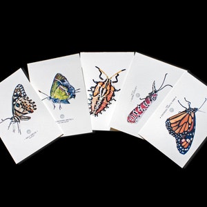 Insect Art Prints - Set of five