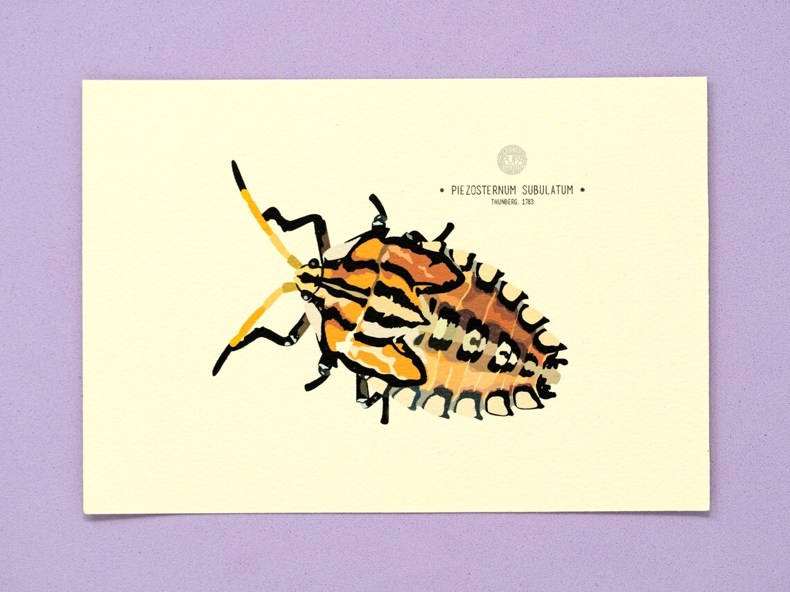 Stink Bug (piezosternum Subulatum) Art Print - Etsy