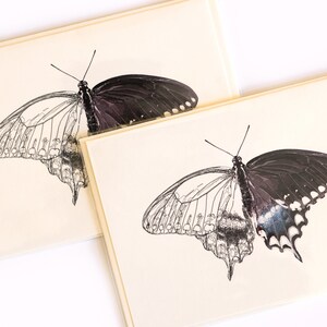 Spicebush Swallowtail Butterfly Greeting Card With Envelope