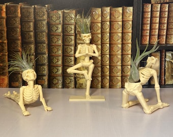 May include: Three off-white skeleton-shaped planters, each with a different yoga pose, and topped with green air plants. The planters are displayed on a light pink surface in front of a backdrop of antique books.