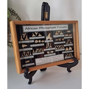 May include: A rectangular wooden display case containing a collection of African phosphate fossils, including various shark teeth and vertebrae. The black interior features white labels identifying each specimen, with a main title card reading African Phosphate Fossils and Fish and Reptile Fossils of the Phosphate Mines of Africa.