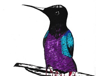 Hummingbird Illustration Fine Art Print