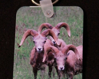 Vivid Trio of Rams KeyChain