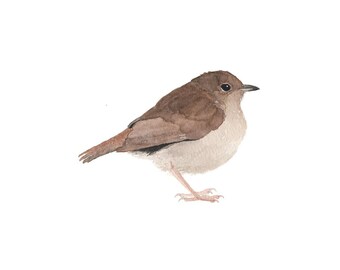 Bruine aquarelvogel - Fine Art-print