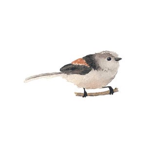 Little Black and Beige Watercolor Bird - Fine Art Print