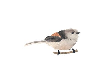 Pequeño pájaro negro y beige en acuarela - Impresión artística