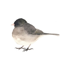 Black and Gray Junco Watercolor Bird - Fine Art Print
