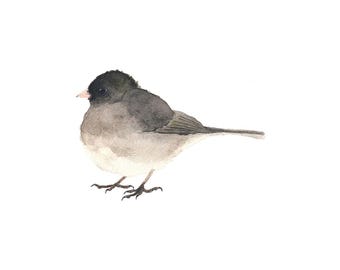 Junco negro y gris (Ave acuarela) - Impresión artística