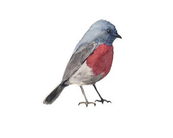Blauwe en roze aquarelvogel - Fine Art-print