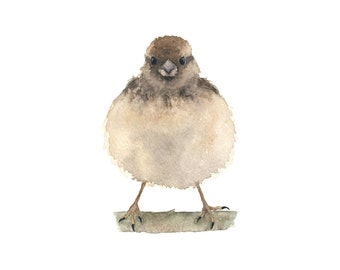 Young Brown Watercolor Bird - Fine Art Print