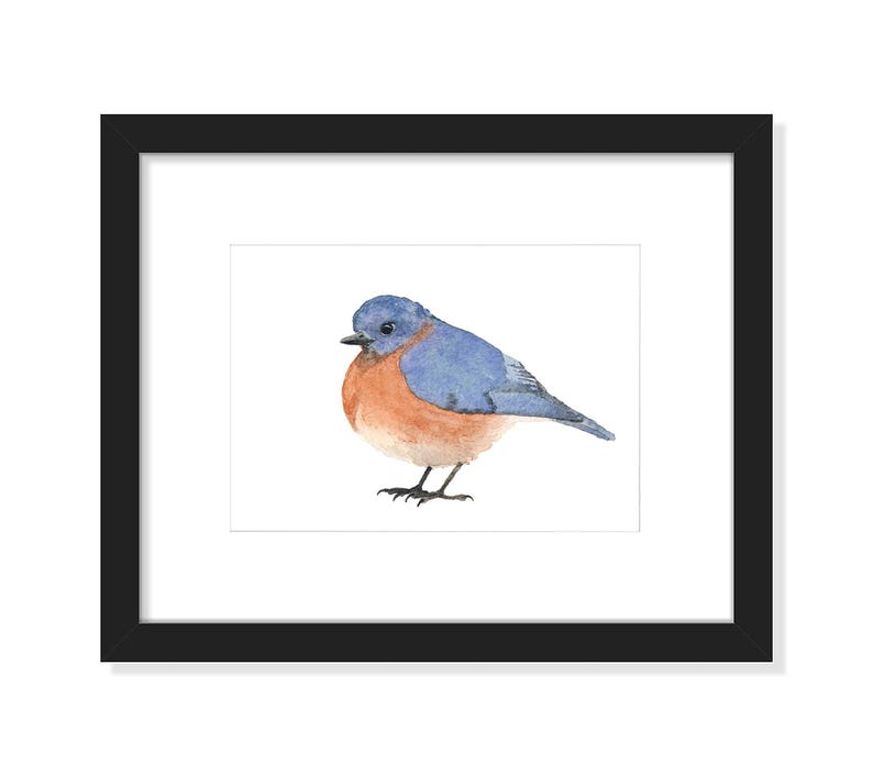 Bluebird - blauwe en oranje vogelaquarel - Fine Art Print afbeelding 2