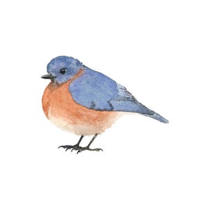 Bluebird - blauwe en oranje vogelaquarel - Fine Art Print afbeelding 1