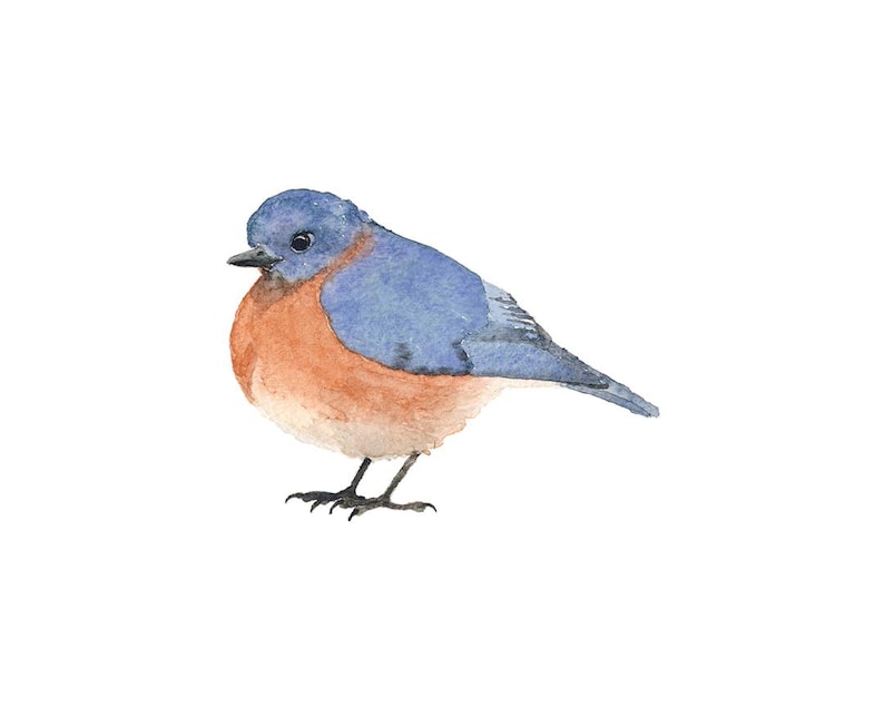 Bluebird - blauwe en oranje vogelaquarel - Fine Art Print afbeelding 1