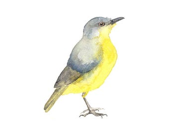 Blauwe en gele vogel: kunstdruk