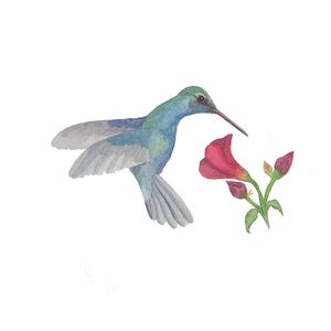 Blue Hummingbird and Flower Fine Art Print