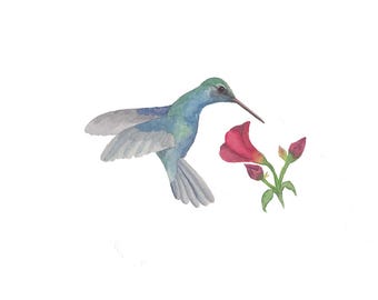 Fine Art-print blauwe kolibrie en bloem