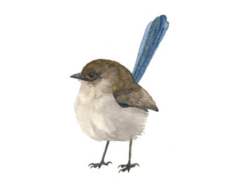 Troglodyte de fée marron et bleu - aquarelle oiseau Print
