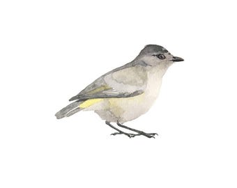 Grijze en gele aquarelvogel - Fine Art-print