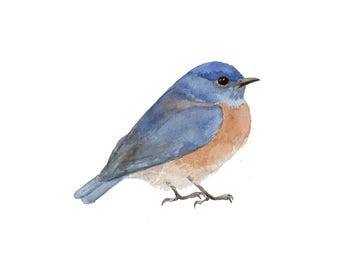 Bluebird aquarel fine-art print