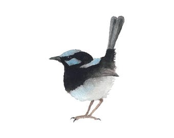 Pájaro azul y negro - Impresión de bellas artes