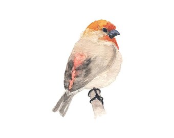 Rode en beige aquarelvink aan een tak - Kunstdruk