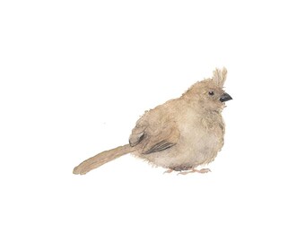 Jonge kardinaal aquarel - Fine Art-print