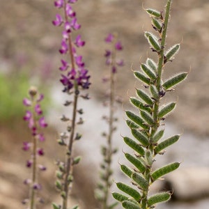 Stinging Lupine Flower Seed Packet: California Native Heirloom Lupin Hairy Light Purple Flowers Lupinus hirsutissimus Bulk Seeds for Drought