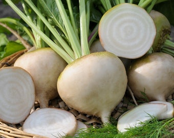 Avalanche White Beet Seeds (~175): Open Pollinated and Non-GMO Seed Packet, Organic Vegetable Seeds, Home Veggie Garden