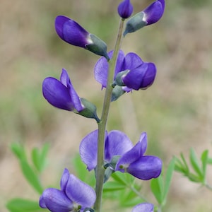 Wild Blue Indigo (Baptisia australis) Seeds (~40): Non-GMO, Heirloom, Open Pollinated Seed Packet, Unique Flower Seeds