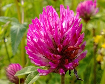 Puede incluir: Primer plano de una flor de trébol rosa con detalles blancos en un campo de hierba verde y flores silvestres amarillas.