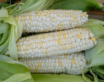 Zanadoo Sweet Corn Seeds (~30): Certified Organic, Non-GMO, Open-Pollinated Seed Packet, Salad Garden, Vegetable Seeds, Garden Seeds