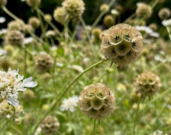 Scabiosa Flower Seeds, Drumstick Flower, Starflower Geometric Preserved Pods, Dried Flower Bouquets, Easy to Grow and Save Seeds, Bulk Seed