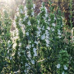 White Flowered Hyssop Seeds: Biblical plant, Bible herb seed packet Certified Organic, Bulk, Perennial Shrub Drought Tolerant Medicinal Herb