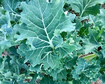 True Siberian Kale Seeds (~200): Certified Organic, Non-GMO, Heirloom Seed Packet, Salad Garden, Grow Your Own Vegetables