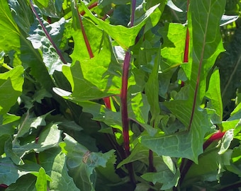 Italiko Red-Veined Chicory Seeds: Non-GMO, Heirloom Seed Packet, Easy-to-Grow Leafy Green, Salad Garden