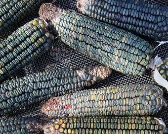 Oaxacan Green Dent Corn Seeds, Organic Corn Seeds, Masa Seeds, Vegetable Seeds, Garden Seeds, Organic Seeds, Non Gmo Seeds, Seed Packets