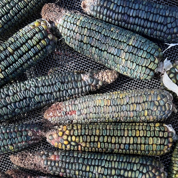 Oaxacan Green Dent Corn Seeds, Organic Corn Seeds, Masa Seeds, Vegetable Seeds, Garden Seeds, Organic Seeds, Non Gmo Seeds, Seed Packets