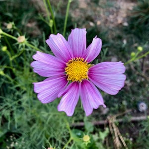 Daydream Cosmos Flower Seeds (~130): Non-GMO, Heirloom, Open Pollinated Seed Packet, Vibrant Flower Bed Seeds