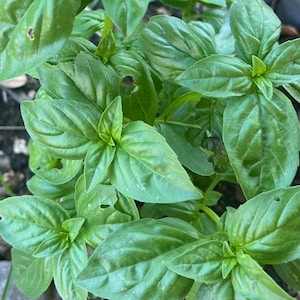 Prospera Pesto Basil Seed Packet: Certified Organic Italian Plant Green Herb Garden Highly Productive F1 Hybrid Seeds Downy Mildew Resistant