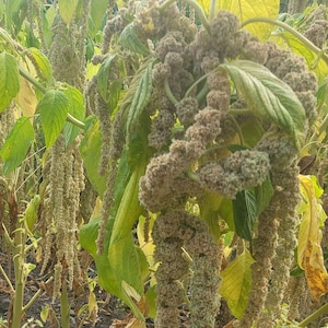 Green Tails Amaranth Seeds: Flowering Amaranthus, Seed Packet or Bulk Size, Certified Organic Frilly Cut Flower Trailing Growth Habit Edible