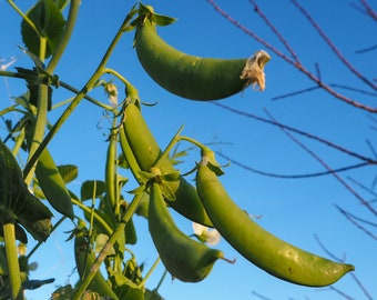 Cascadia Snap Pea Seeds (~30): Certified Organic, Non-GMO, Heirloom Seed Packet, Gift for Gardener, Home Salad Garden Seeds